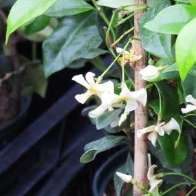 Star of Toscana Jasmine (Trachelospermum jasminoides Star of Toscana) 2